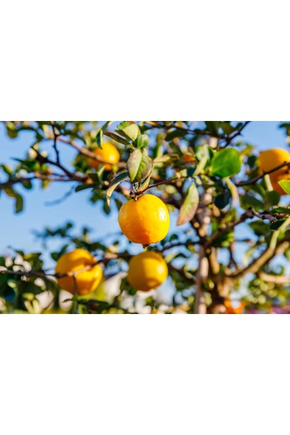 Плоди Айви японської.